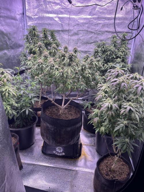 Clonewar. Week 19 - PomeloBurn F3 