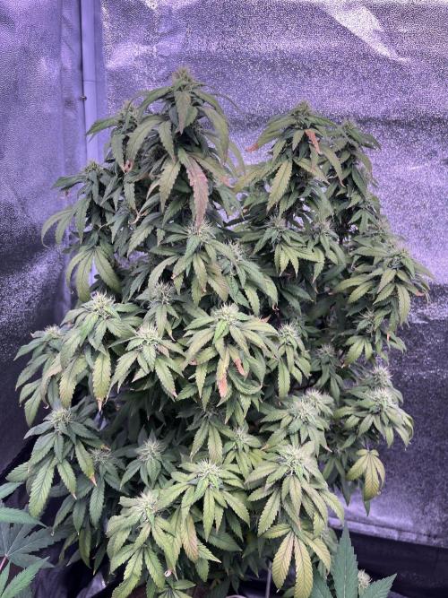 Clonewar. Week 20 - Clon salsapple 1
