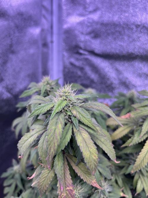 Clonewar. Week 20 - Clon salsapple 1