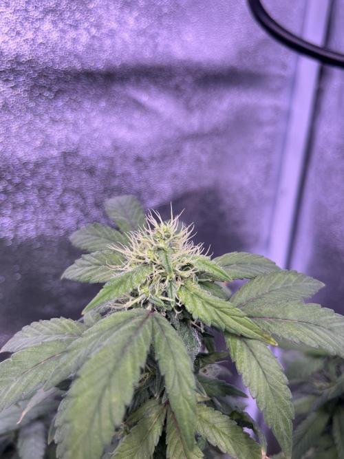 Clonewar. Week 20 - Clon salsapple 2