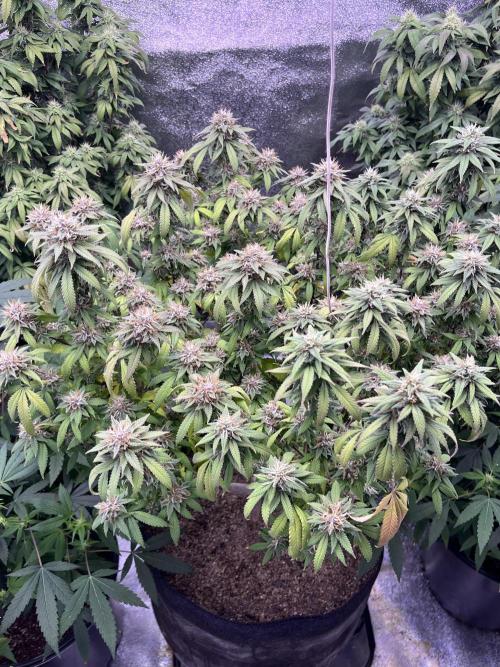 Clonewar. Week 20 - PomeloBurn F3 