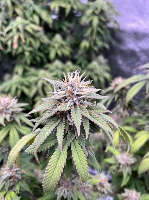 Clonewar. Week 20 - PomeloBurn F3 
