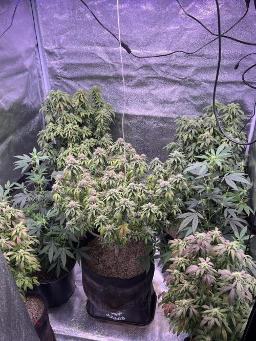 Clonewar. Week 20