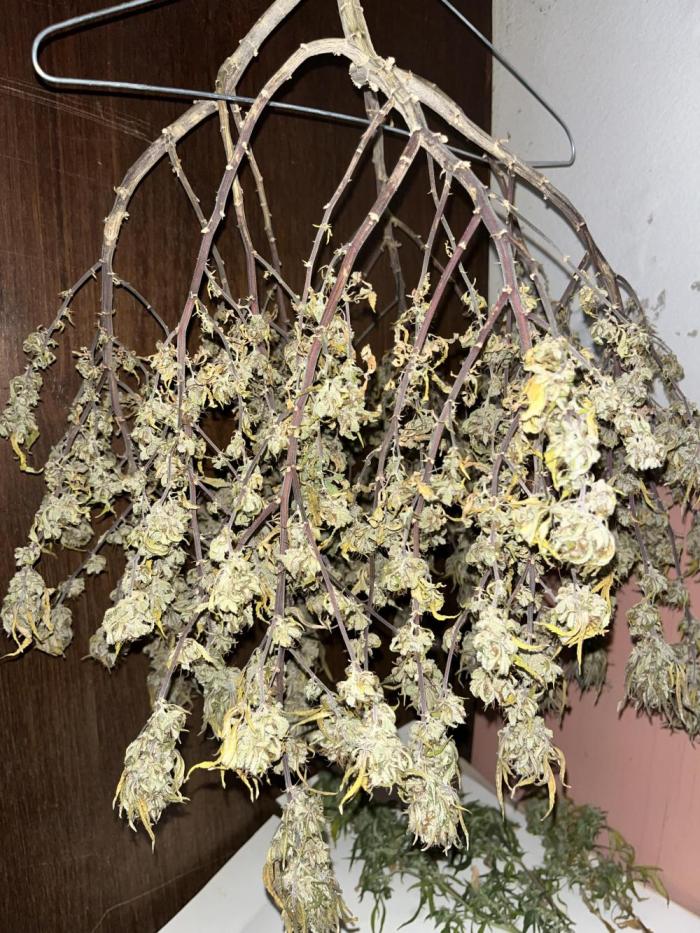 Clonewar. Week 21