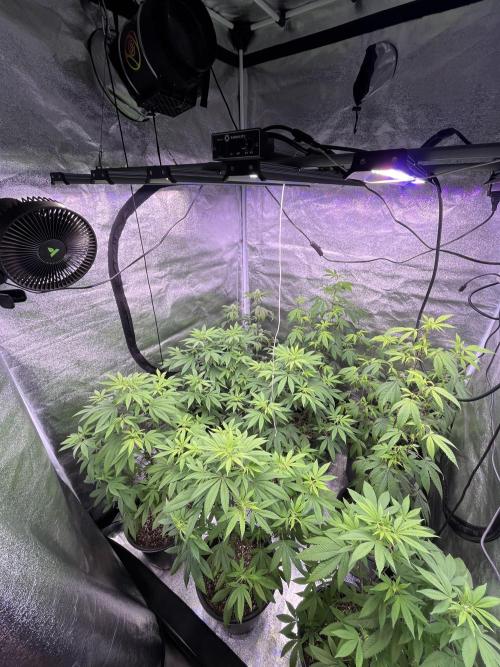 Segunda ronda dé clones. Week 11