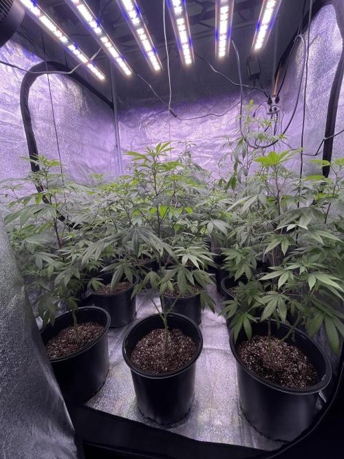 Segunda ronda dé clones. Week 11
