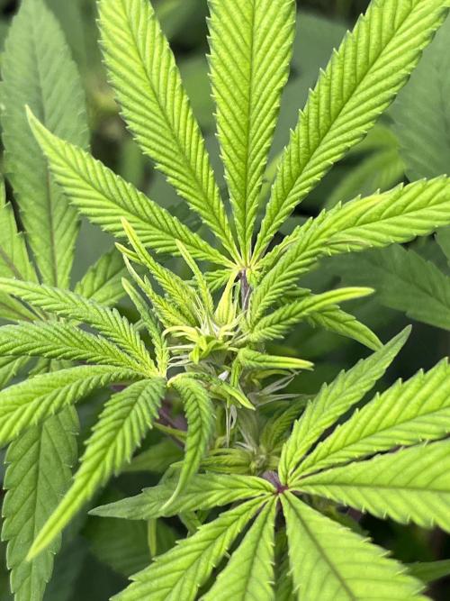 Segunda ronda dé clones. Week 11 - PomeloBurn f3