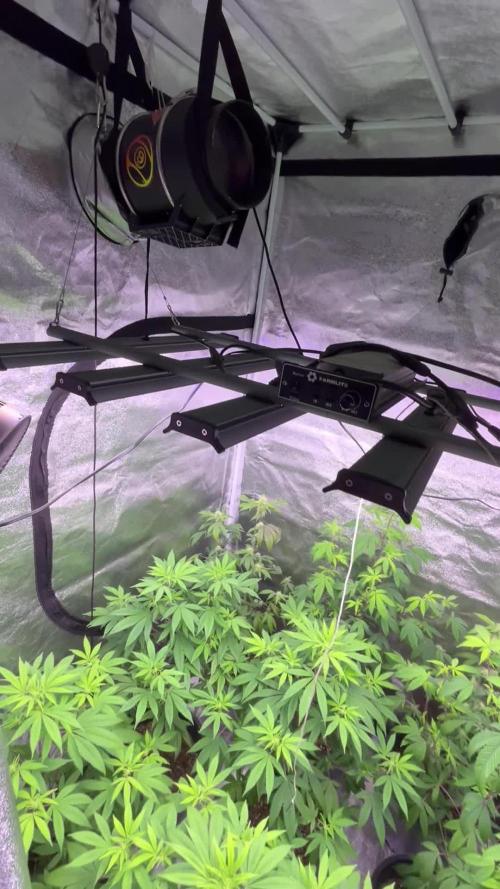 Segunda ronda dé clones