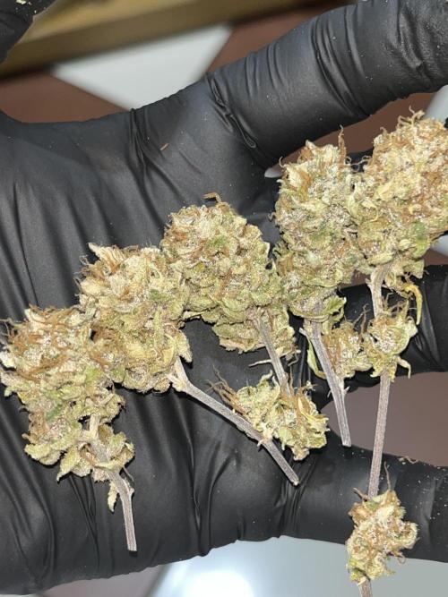 Clonewar. Week 21