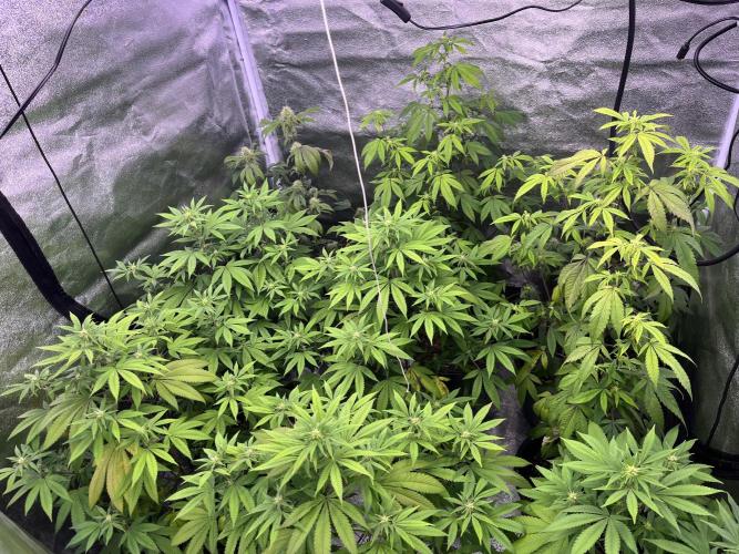 Segunda ronda dé clones. Week 12