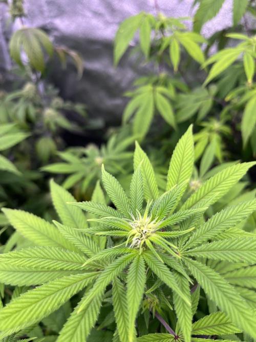 Segunda ronda dé clones. Week 12