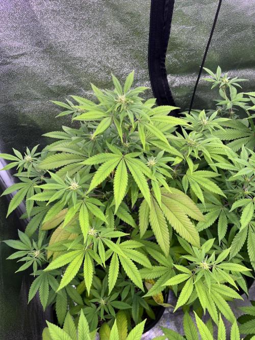 Segunda ronda dé clones. Week 12