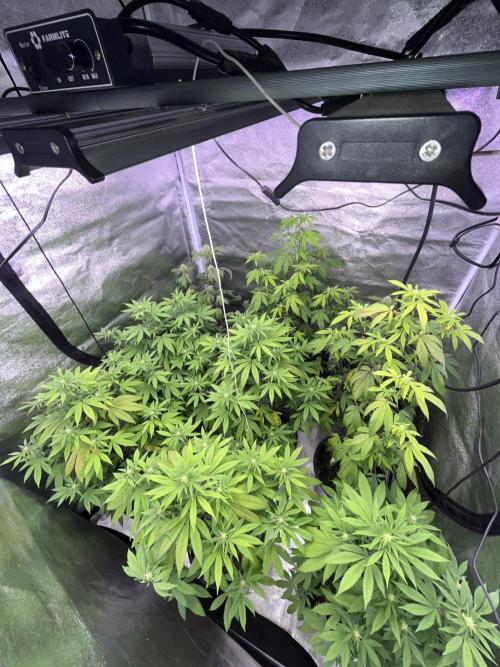 Segunda ronda dé clones. Week 12
