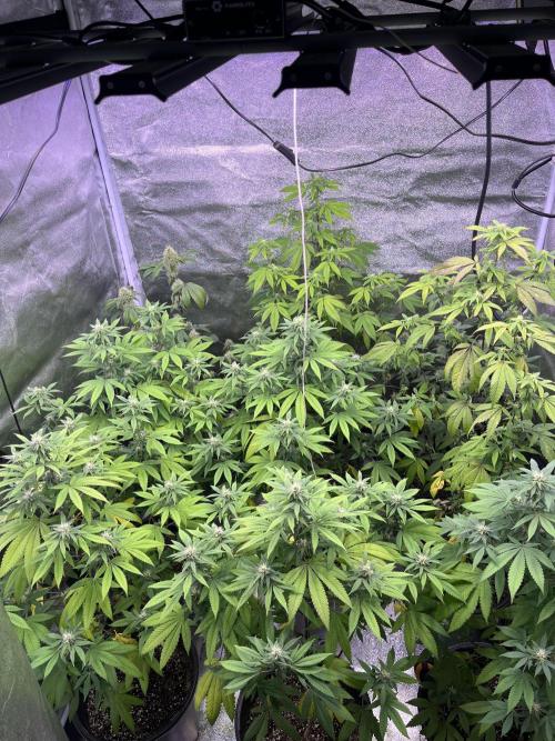 Segunda ronda dé clones. Week 13
