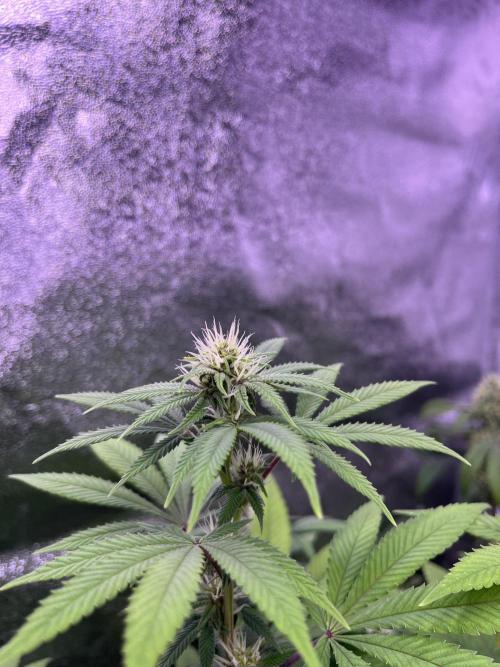 Segunda ronda dé clones. Week 13 - PomeloBurn 