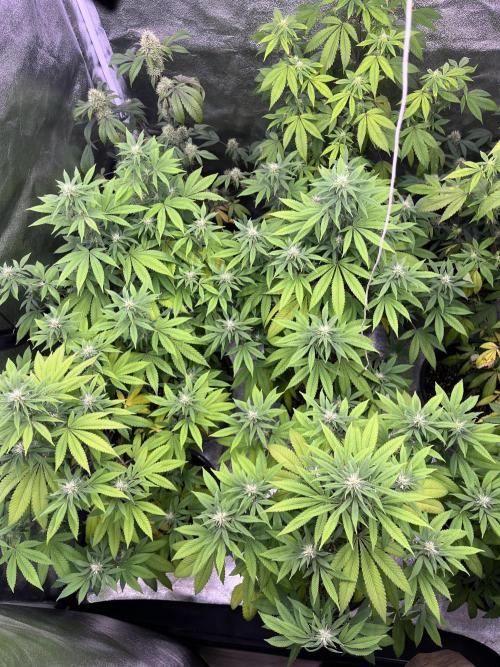 Segunda ronda dé clones. Week 13