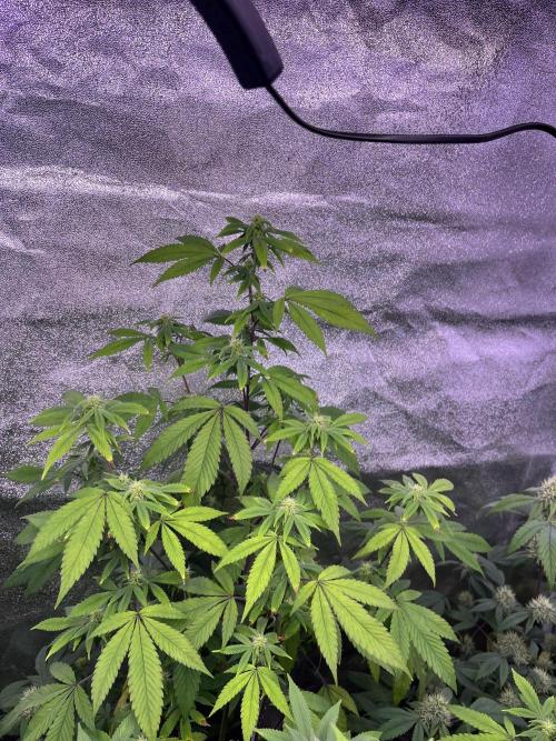 Segunda ronda dé clones. Week 13 - Salsapple 