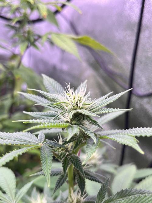 Segunda ronda dé clones. Week 13 - PomeloBurn 