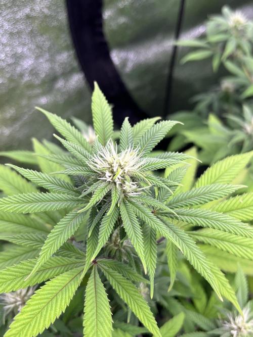 Segunda ronda dé clones. Week 13