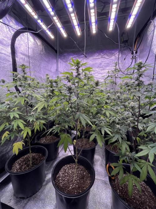Segunda ronda dé clones. Week 14