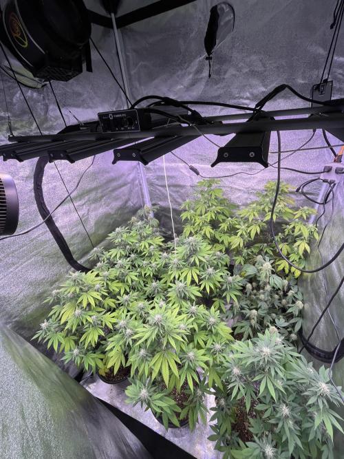 Segunda ronda dé clones. Week 14