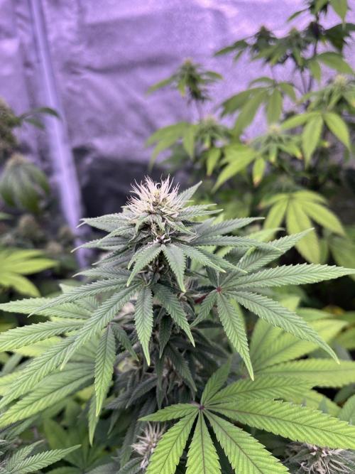 Segunda ronda dé clones. Week 14