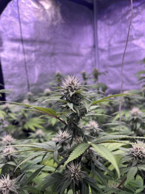 Segunda ronda dé clones. Week 14