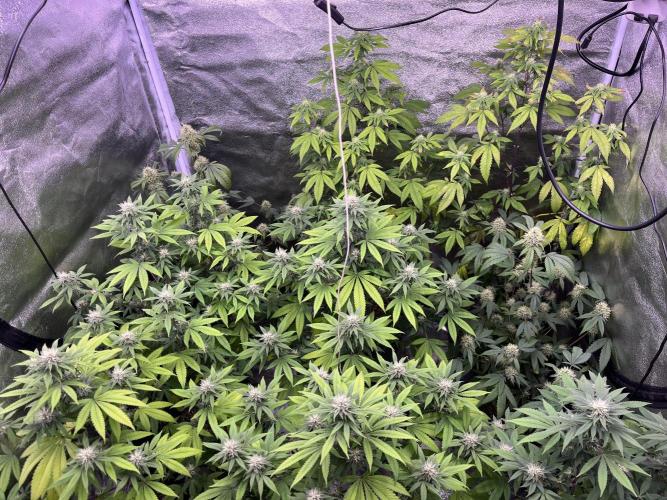 Segunda ronda dé clones. Week 14