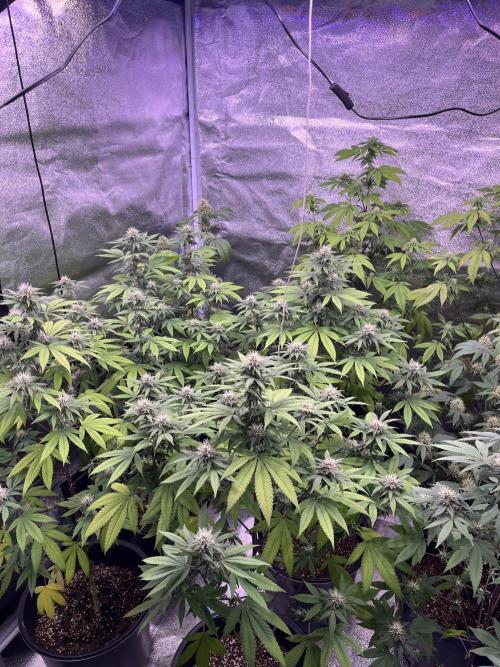 Segunda ronda dé clones. Week 14