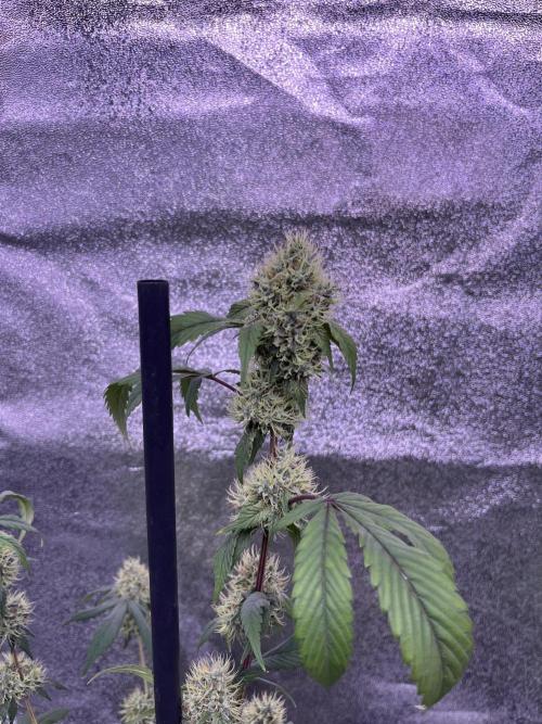 Segunda ronda dé clones. Week 15 - Salsapple 1 semana 8