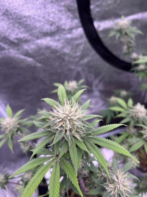 Segunda ronda dé clones. Week 15 - PomeloBurn 