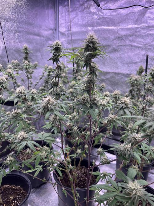 Segunda ronda dé clones. Week 15