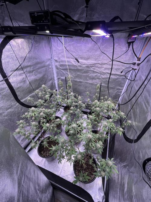 Segunda ronda dé clones. Week 15