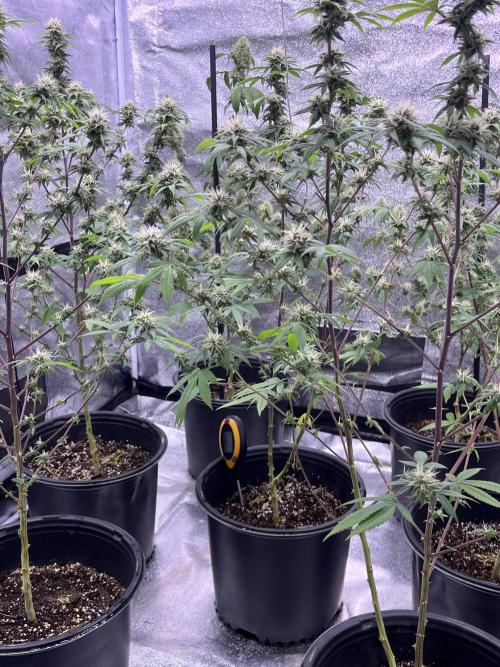 Segunda ronda dé clones. Week 15