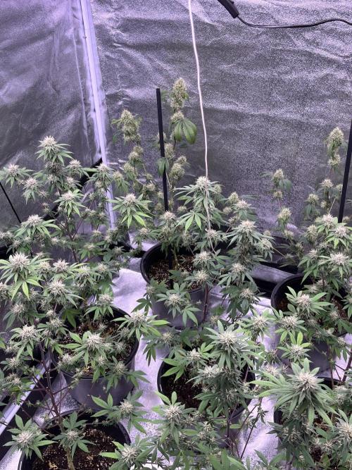 Segunda ronda dé clones. Week 15