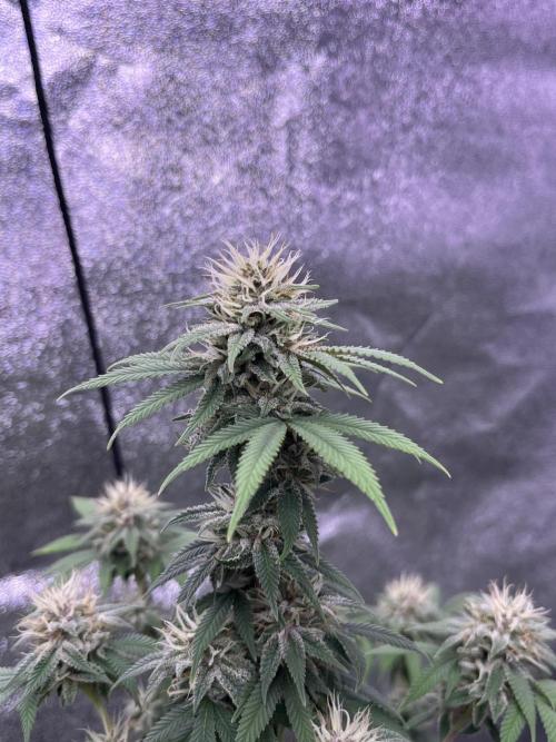 Segunda ronda dé clones. Week 15