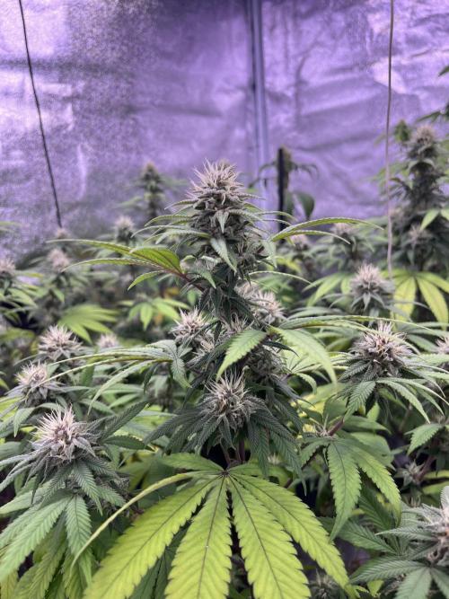Segunda ronda dé clones. Week 15