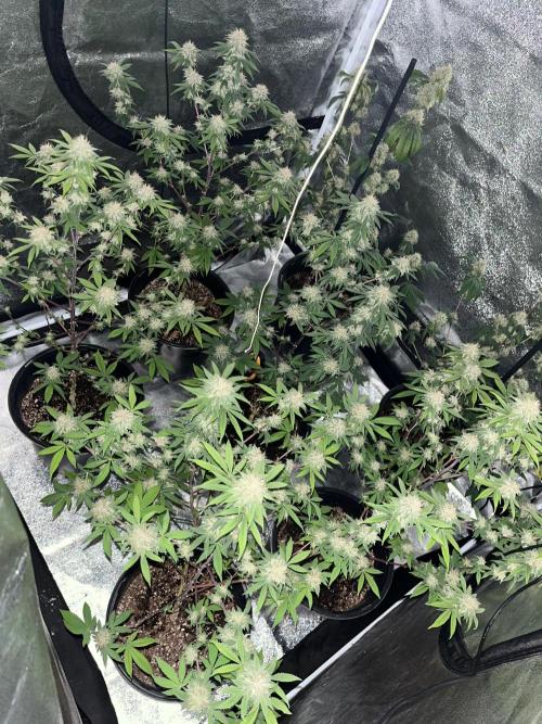Segunda ronda dé clones. Week 16