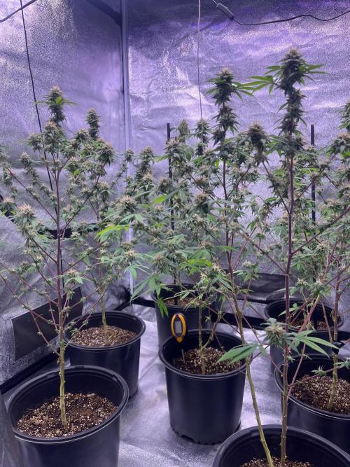 Segunda ronda dé clones. Week 16
