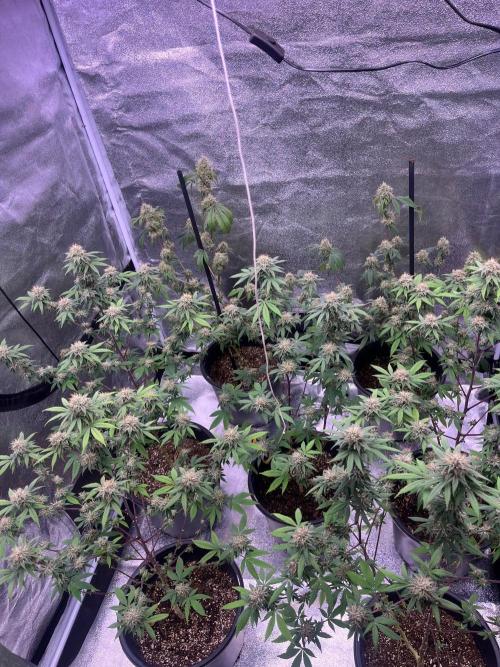 Segunda ronda dé clones. Week 16