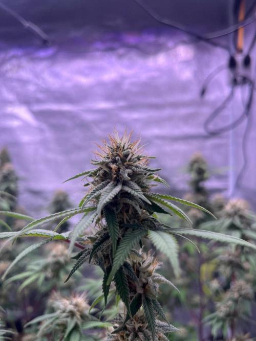 Segunda ronda dé clones. Week 16
