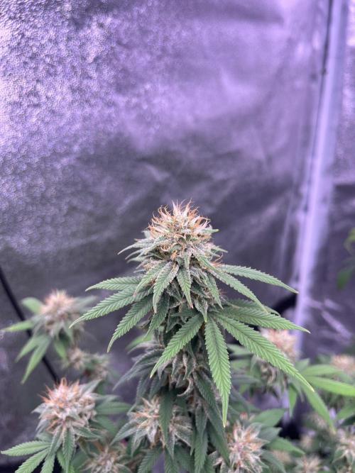 Segunda ronda dé clones. Week 16