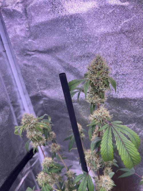 Segunda ronda dé clones. Week 16 - Salsapple semana 9