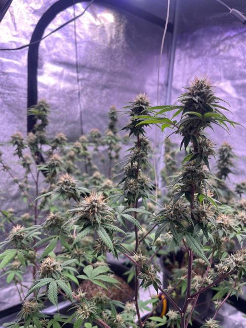 Segunda ronda dé clones. Week 16