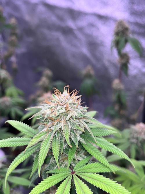 Segunda ronda dé clones. Week 17 - PomeloBurn 