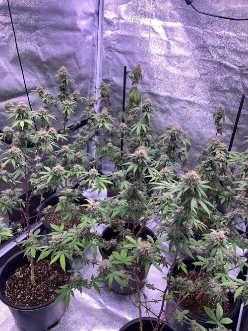 Segunda ronda dé clones. Week 17