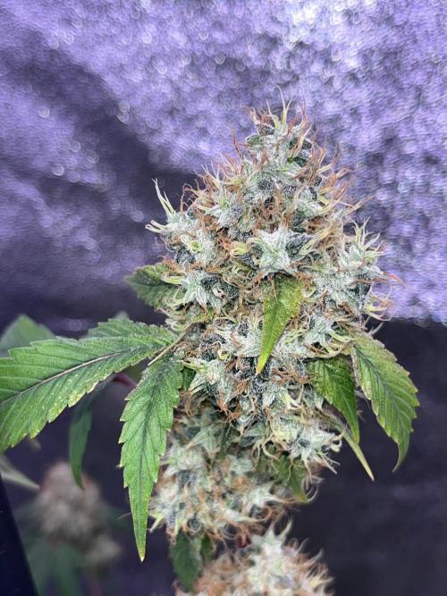 Segunda ronda dé clones. Week 17 - Salsapple semana 10