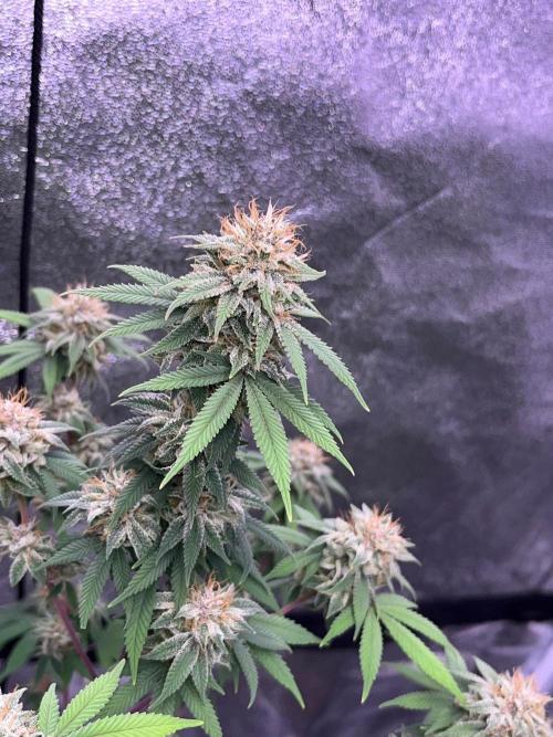 Segunda ronda dé clones. Week 17 - PomeloBurn 