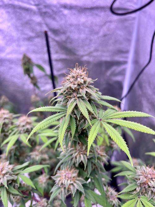 Segunda ronda dé clones. Week 17