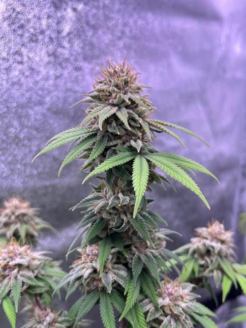Segunda ronda dé clones. Week 18